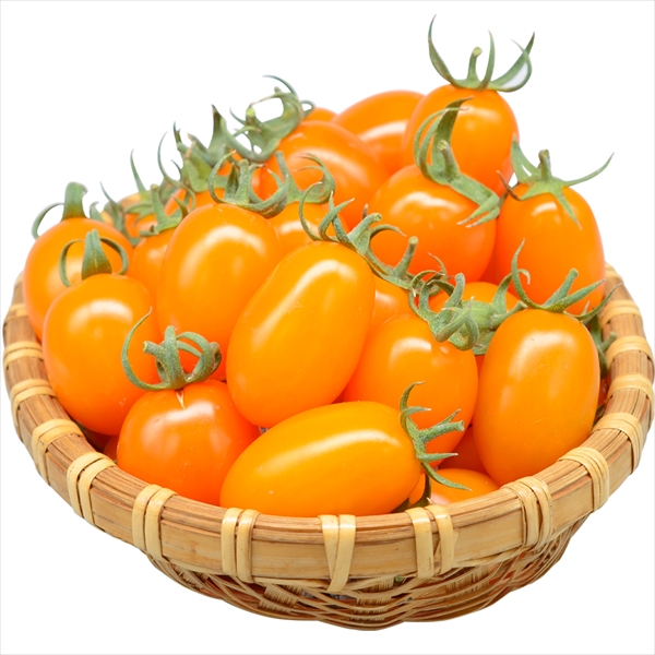 種 野菜たね トマト F1オレンジポップ 1袋（8粒）