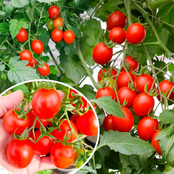 種 野菜たね トマト F1ジャングルトマト 1袋（6粒）