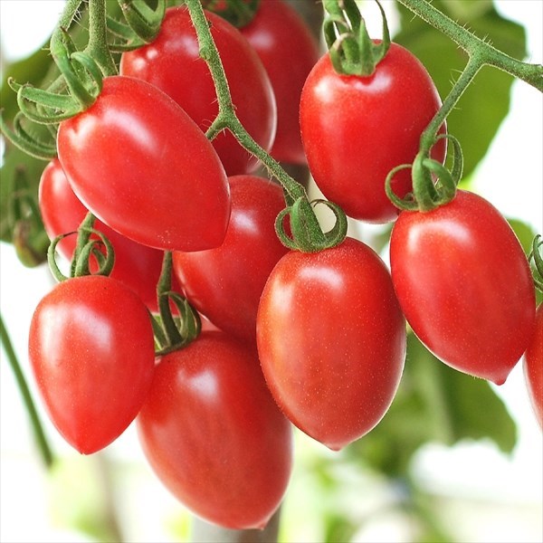 種 野菜たね トマト F1シュガー 1袋（15粒）