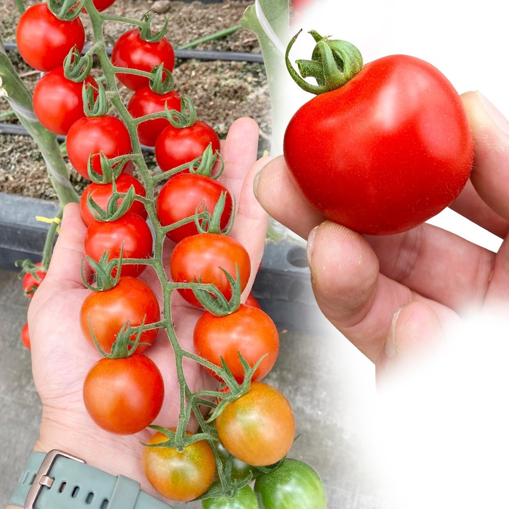 種 野菜たね トマト F1エコマッチ 1袋（8粒）