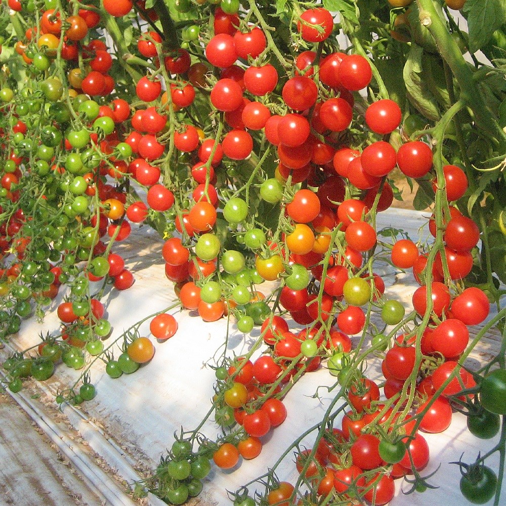 種 野菜たね トマト F1 CFネネ 1袋（8粒）
