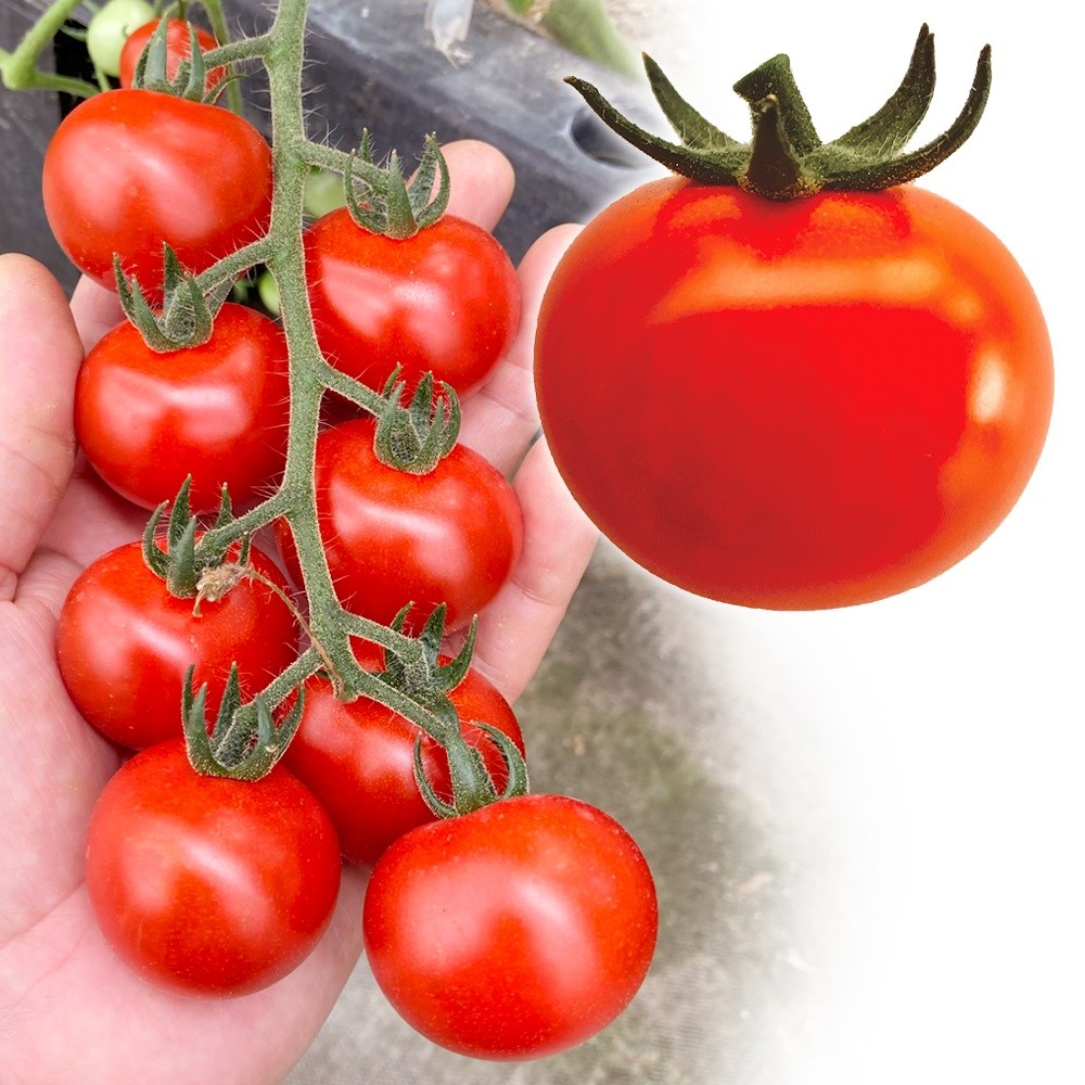 種 野菜たね トマト F1かむり 品種登録出願中（登録名：ET-1807） 1袋（8粒）