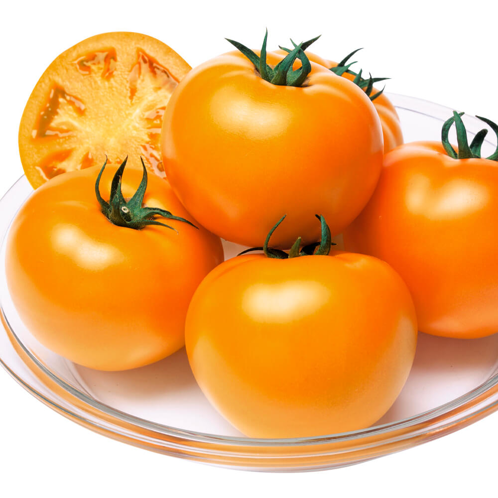 種 野菜たね トマト F1桃太郎ゴールドPVP（R） 1袋（16粒）