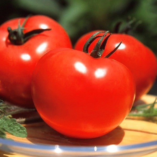 種 野菜たね トマト F1麗夏 1袋（21粒）