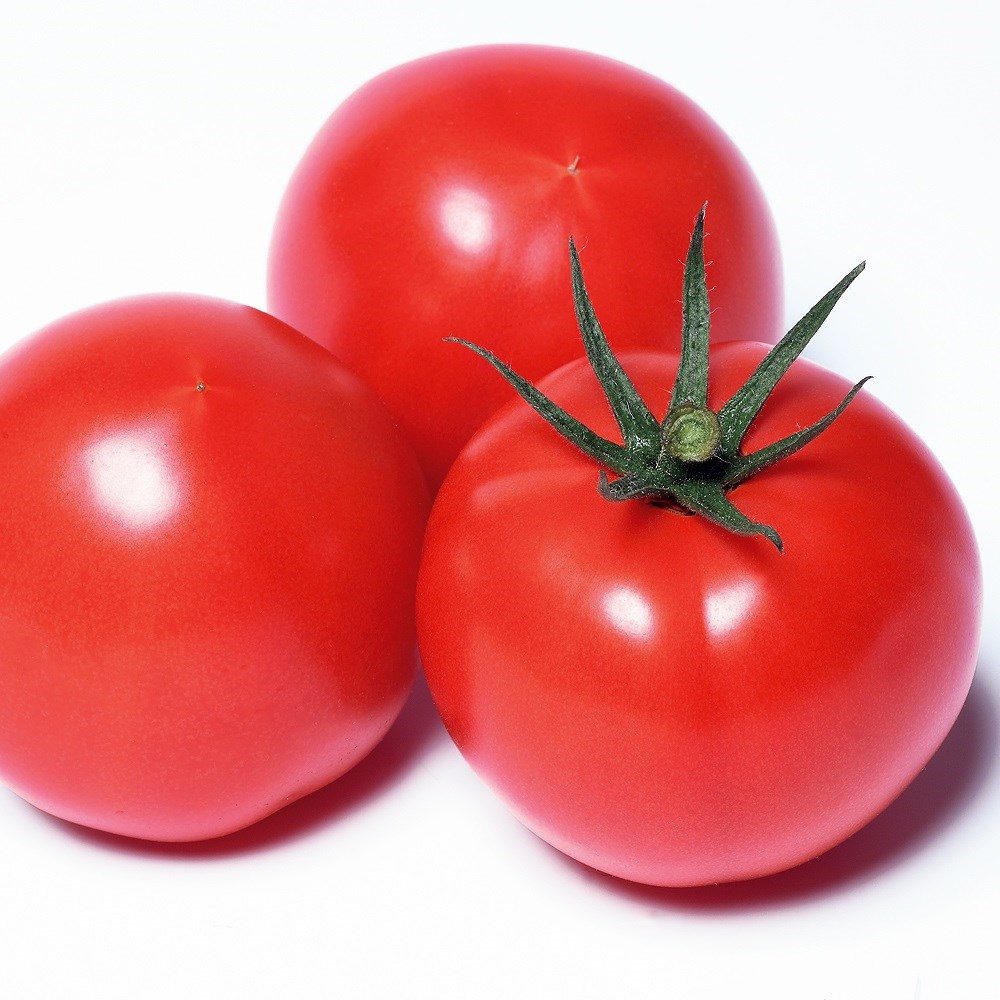 種 野菜たね トマト F1麗月 1袋（15粒）