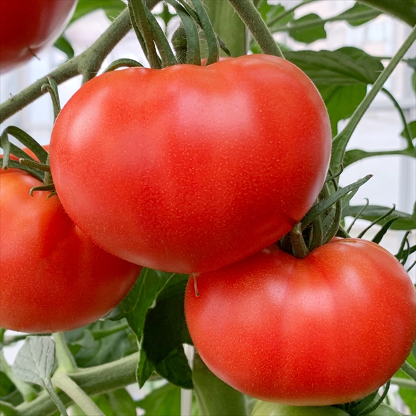 種 野菜たね トマト F1レディーファースト 1袋（10粒）