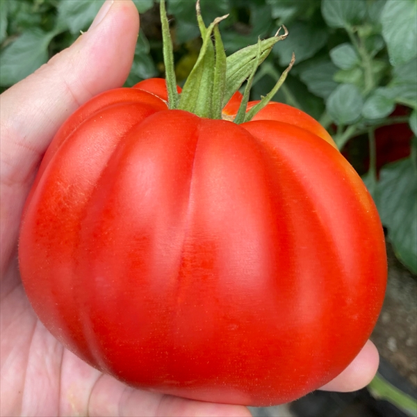 種 野菜たね トマト F1シモーナ 1袋（5粒）