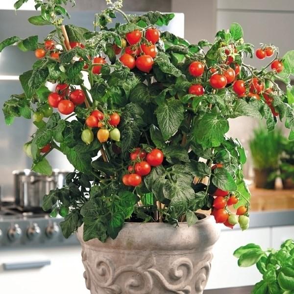 種 野菜たね トマト F1ハートブレカー 1袋（10粒）