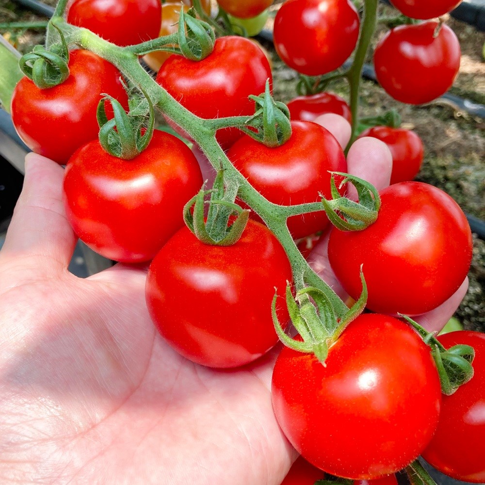 種 野菜たね トマト F1愛ちゃん 1袋（8粒）