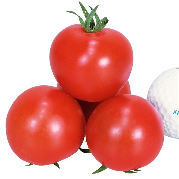 種 野菜たね トマト F1レッドオーレ 1袋（12粒）