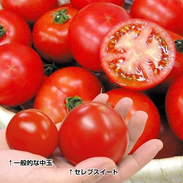 種 野菜たね トマト F1セレブスイートR 1袋（8粒）