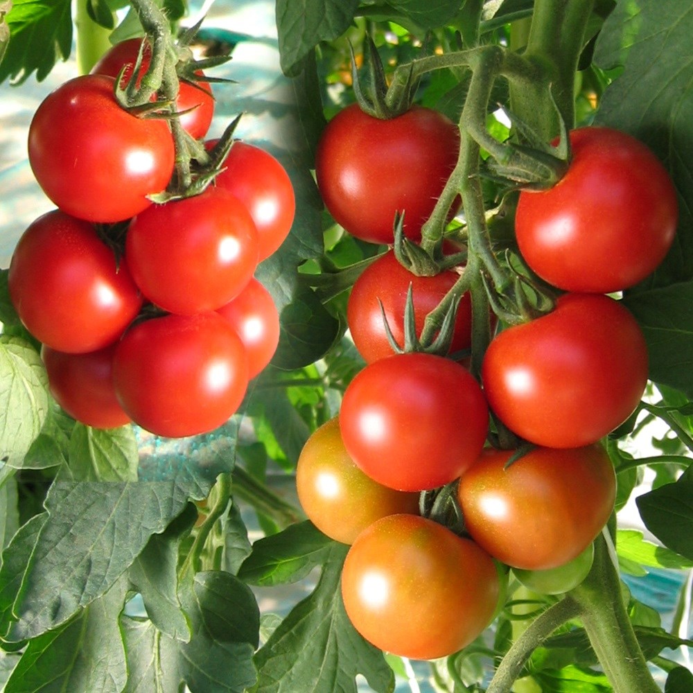 種 野菜たね トマト F1 CFドルチェ 1袋（10粒）
