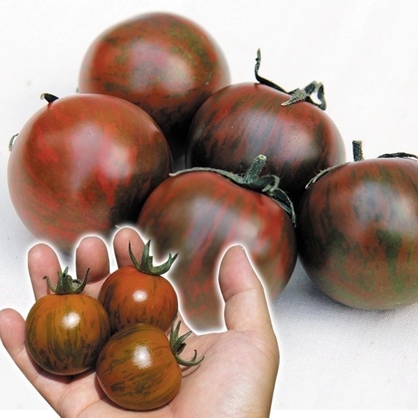 種 野菜たね トマト F1フルーツゼブラ 1袋（8粒）