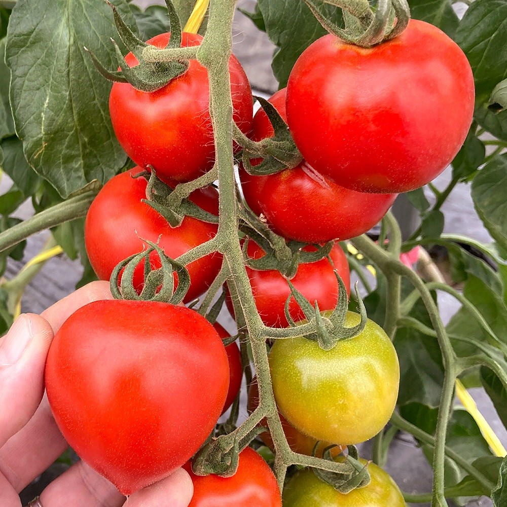 種 野菜たね トマト F1 TYマリオ 1袋（10粒）
