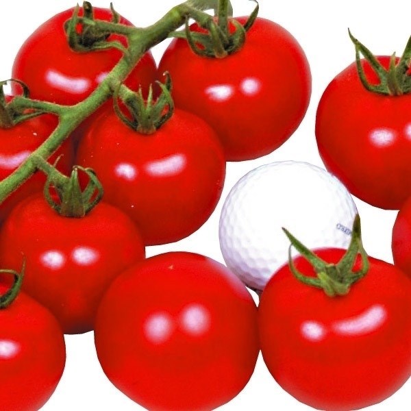 種 野菜たね トマト F1フルーツボール 1袋（6粒）