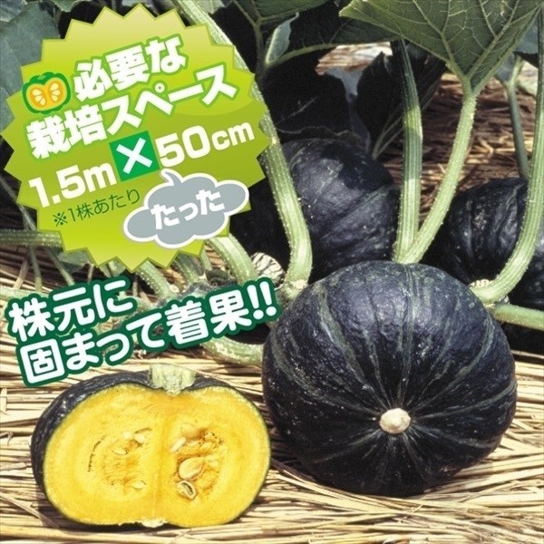 種 野菜たね カボチャ F1つるなしやっこ 1袋（12粒）