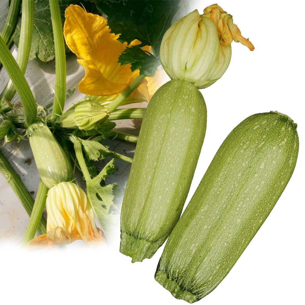 種 野菜たね ズッキーニ バンビーノ 1袋（8粒）