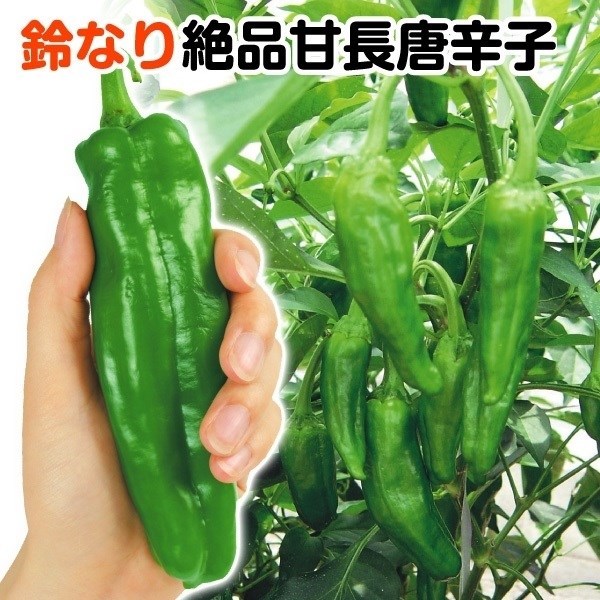 種 野菜たね トウガラシ F1甘長キング 1袋（0.8ml）