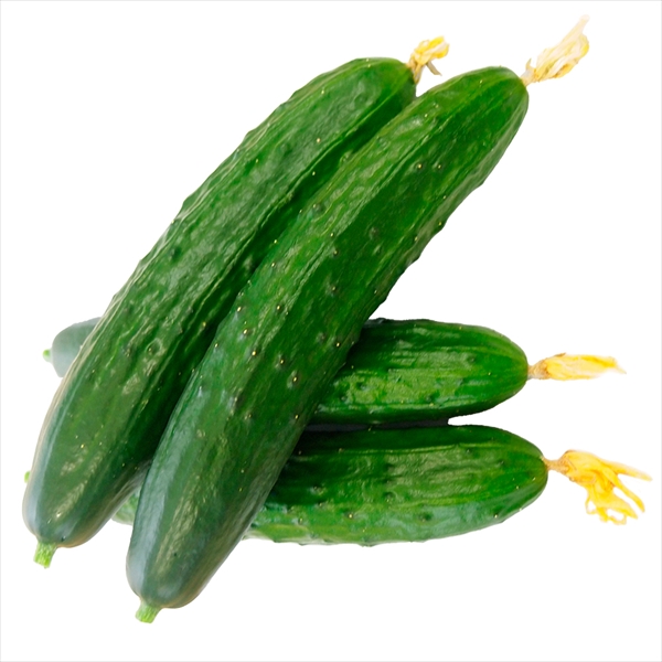 種 野菜たね プランタ菜園向き キュウリ F1カンタン パリポリ プチキュウリ 1袋（5粒）