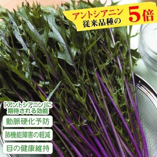 種 野菜たね 機能性野菜水菜 紅法師PVP（R） 1袋（6ml）