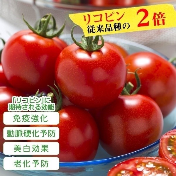 種 野菜たね 機能性野菜トマト F1フルティカＰＶＰ（R） 1袋（16粒）