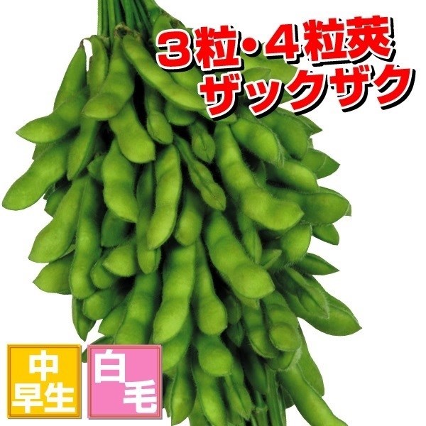 種 野菜たね エダマメ 神風香PVP（R） 1袋（40ml）