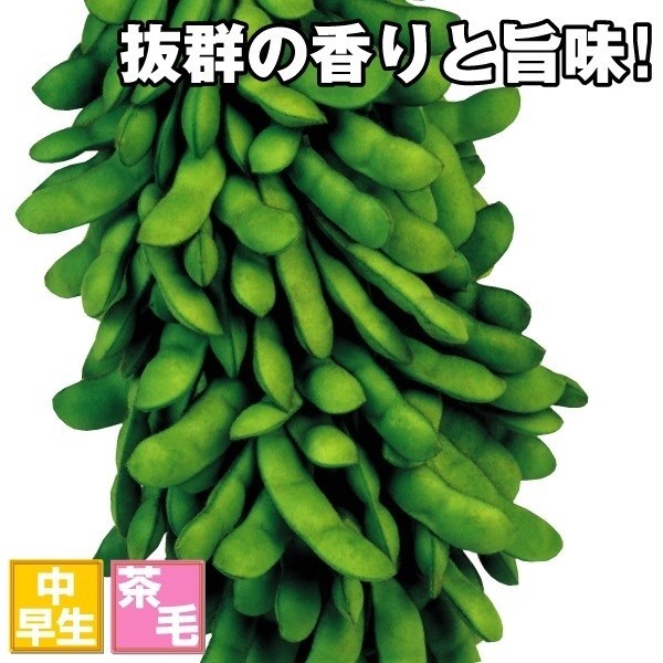 種 野菜たね エダマメ 甘ちゃん茶豆 1袋（30ml）