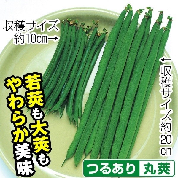 種 野菜たね インゲン オマリーインゲン 1袋（50ml）