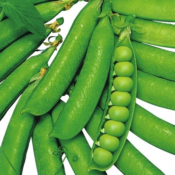 種 野菜たね 豌豆 つるなし実取豌豆 1袋（30ml）
