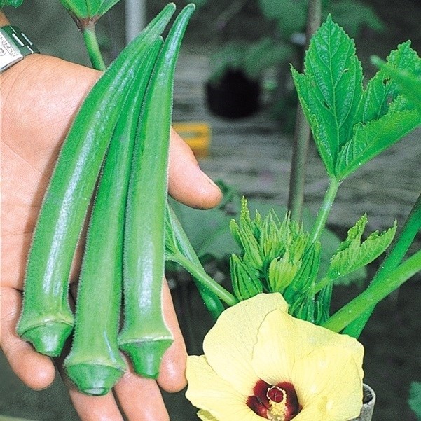種 野菜たね オクラ ビューティーフィンガー 1袋（10ml）