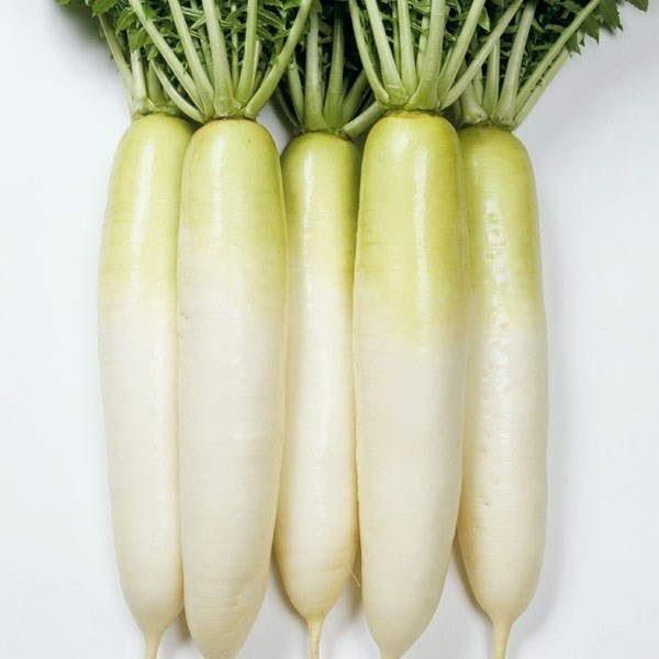 種 野菜たね ダイコン F1耐病総太り（R） 1袋（9ml）