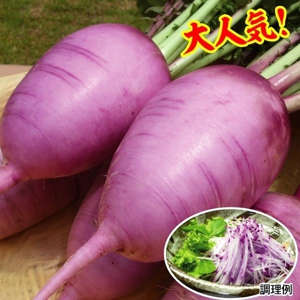 種 野菜たね ダイコン F1味いちばん紫 1袋（50粒）