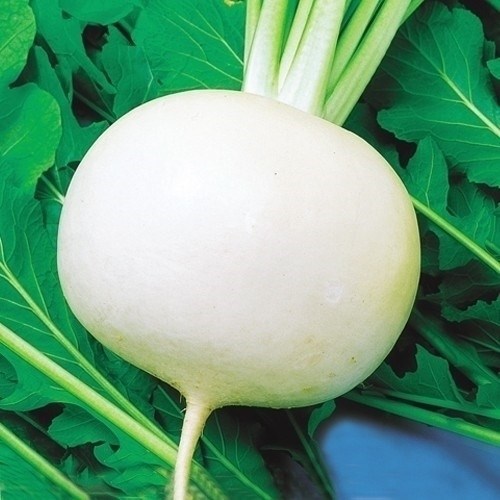 種 野菜たね カブ F1耐病美白カブ 1袋（5ml）