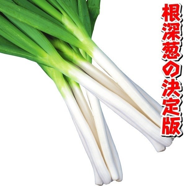 種 野菜たね ネギ 石倉葱エース 1袋(20ml)