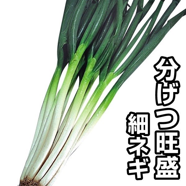種 野菜たね ネギ 汐止晩生ねぎ 1袋(10ml)