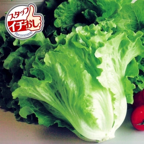 種 野菜たね レタス サラダレタス 1袋（5ml）