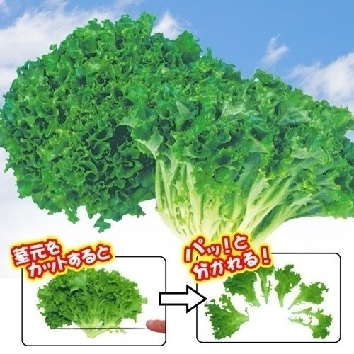 種 野菜たね レタス リブレタス 1袋（3ml）