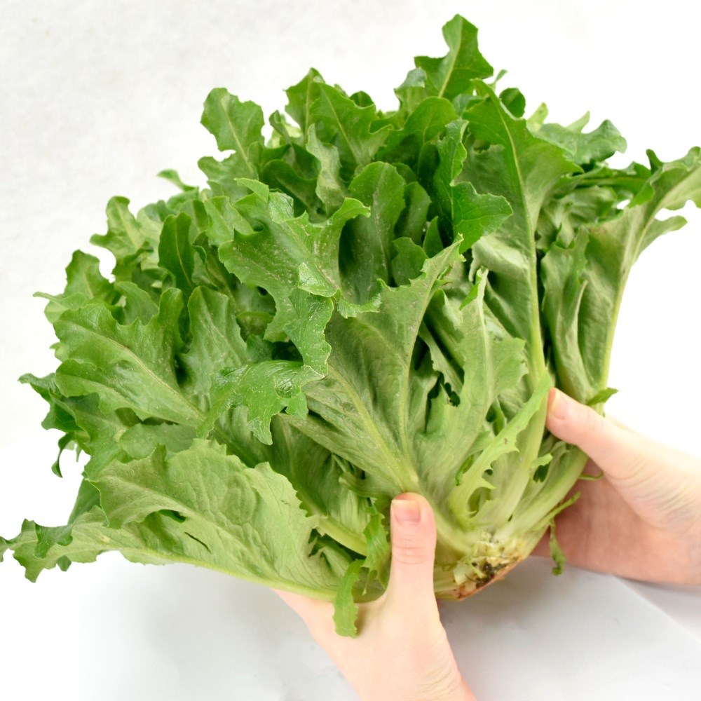 種 野菜たね レタス ワンタイムレタス 1袋（3ml）