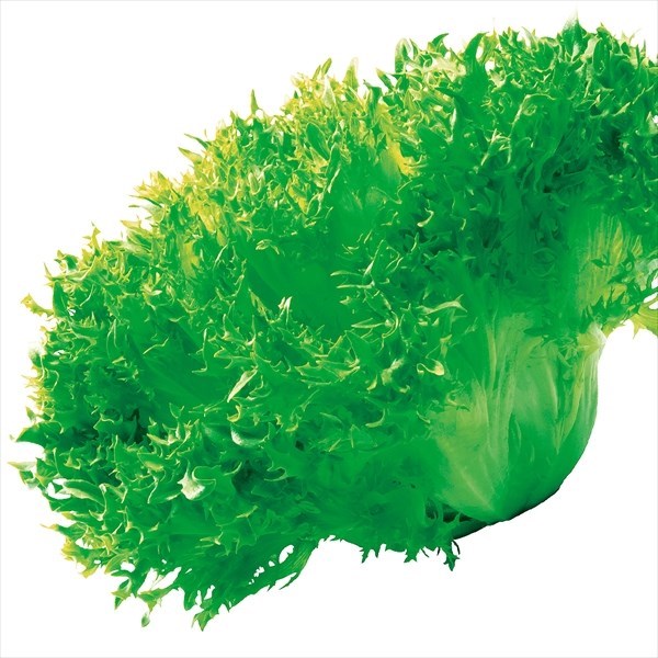種 野菜たね レタス ヴェルデフリル 1袋（コート種子100粒）