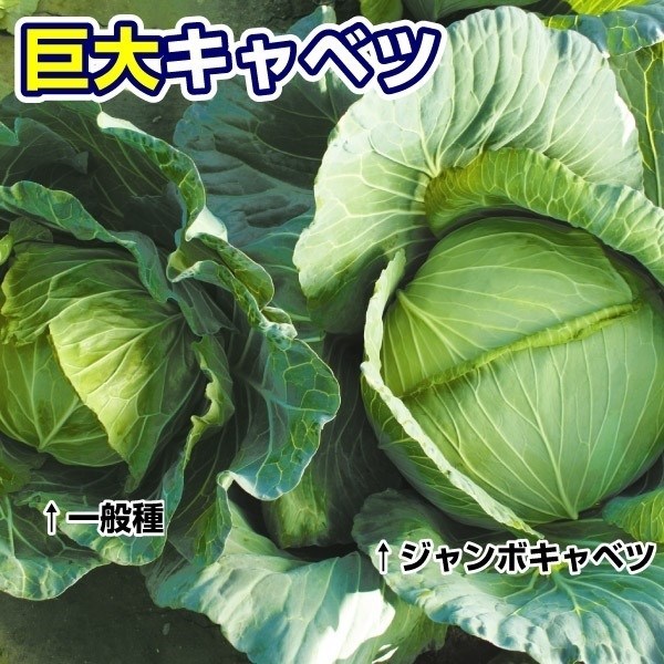 種 野菜たね キャベツ F1ジャンボキャベツ 1袋（2ml）