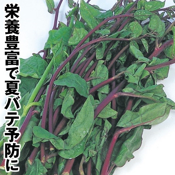 種 野菜たね 菜類 ツルムラサキ 紫茎 1袋（4ml）