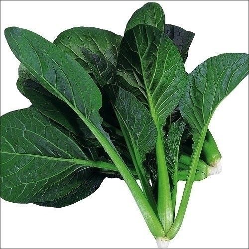 種 野菜たね 菜類 F1サラダ小松菜 1袋（10ml）