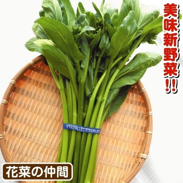 種 野菜たね 菜類 アスパラッチェ 1袋（2ml）