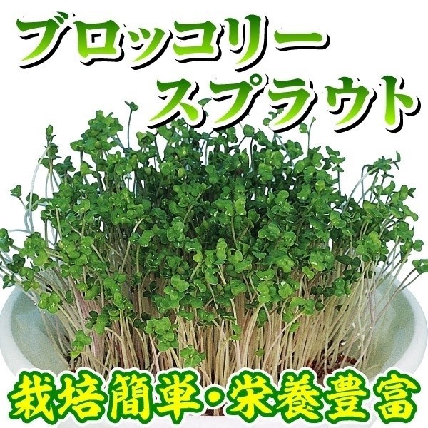 種 野菜たね 菜類 ブロッコリー スプラウト 1袋（50ml）