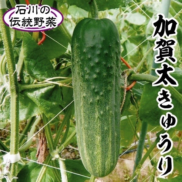 種 野菜たね 伝統・地方野菜 加賀太きゅうり 1袋(2ml)