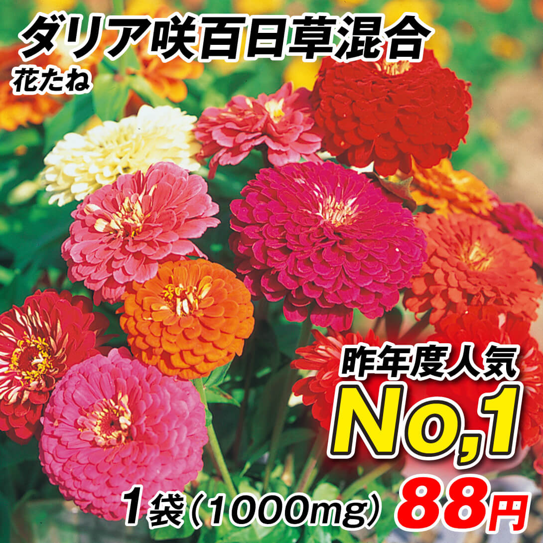 種 花たね ダリア咲百日草混合 1袋(1000mg)