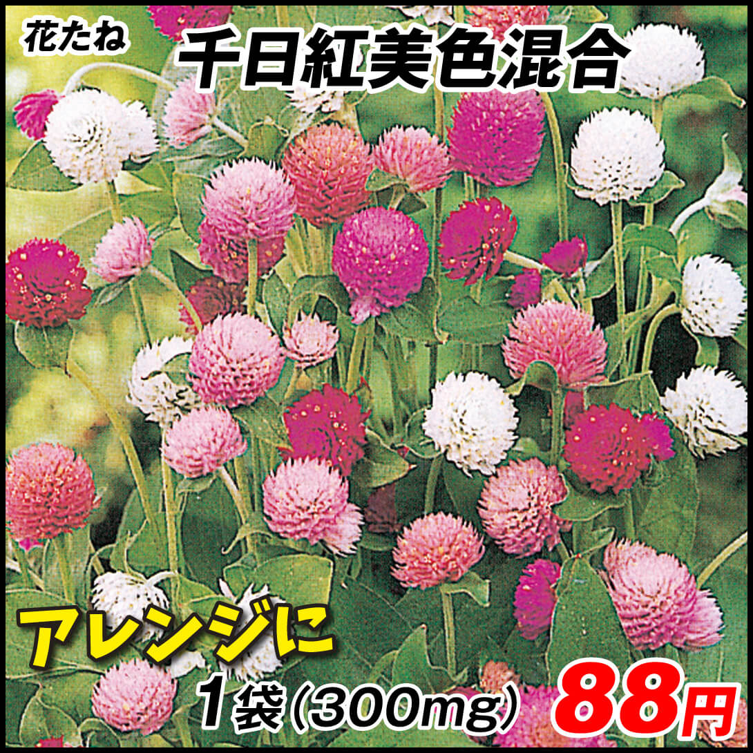 種 花たね 千日紅美色混合 1袋(300mg)