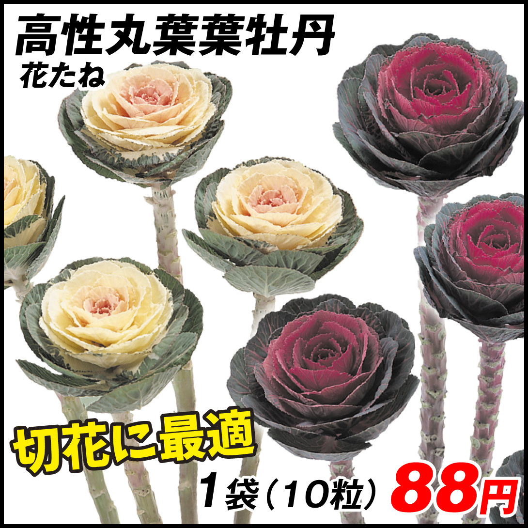 種 花たね 高性丸葉葉牡丹混合 1袋（10粒)