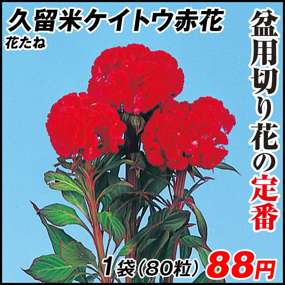 種 花たね 久留米けいとう赤花  1袋（80粒)