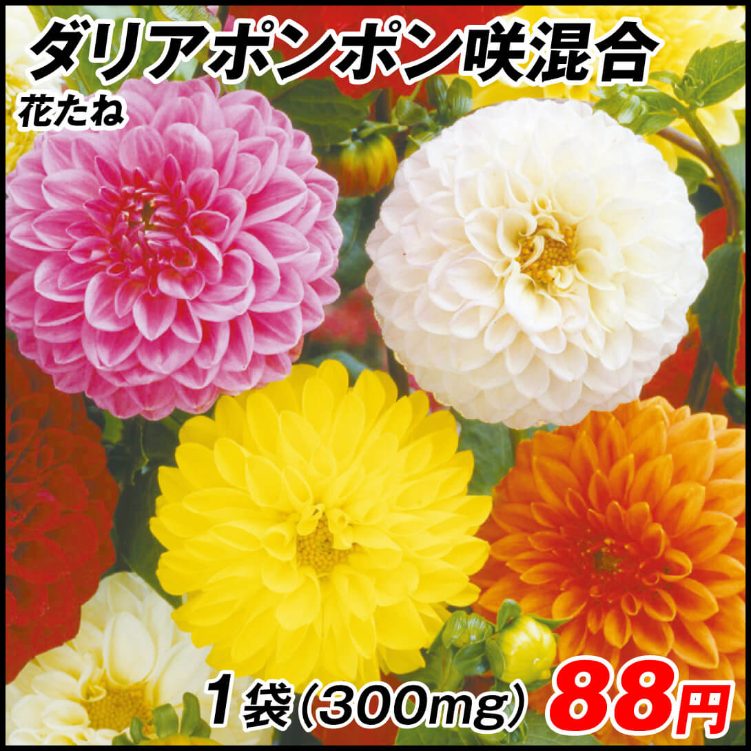 種 花たね ダリア ポンポン咲混合 1袋（300mg)